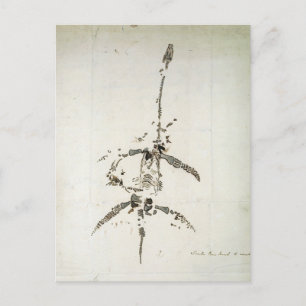 Plesiosaurus dolichodeirus briefkaart