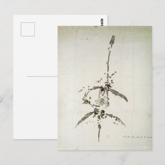 Plesiosaurus dolichodeirus briefkaart (Voorkant / Achterkant)