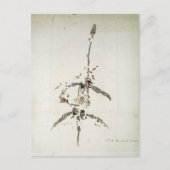 Plesiosaurus dolichodeirus briefkaart (Voorkant)