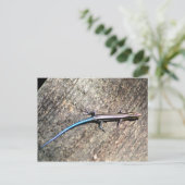 Plestiodon skink briefkaart (Staand voorkant)