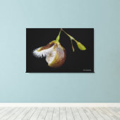 Pleurothallis Cypripedioides Canvas Afdruk (Insitu (Houten vloer))