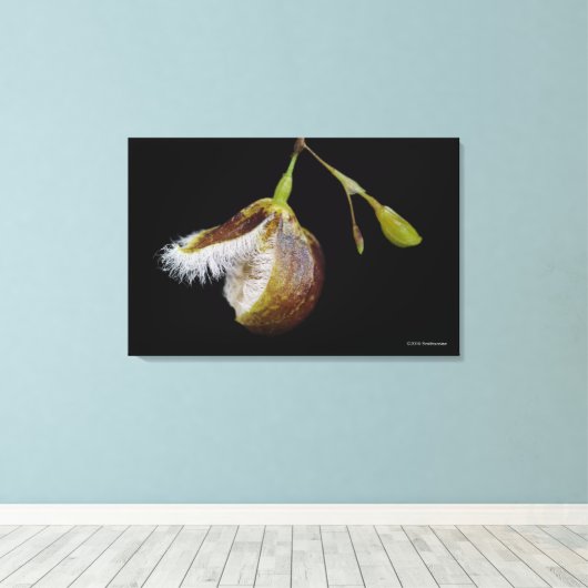 Pleurothallis Cypripedioides Canvas Afdruk (Insitu (Houten vloer))