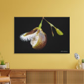 Pleurothallis Cypripedioides Canvas Afdruk (Insitu (Woonkamer))