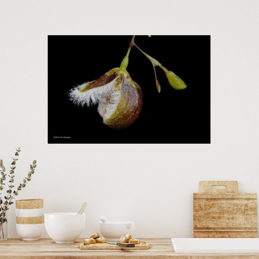 Pleurothallis Cypripedioides Poster (Keuken)