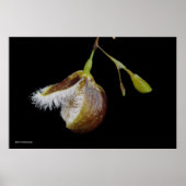 Pleurothallis Cypripedioides Poster (Voorkant)