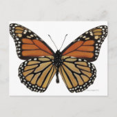 Plexippus Danaus Butterfly Briefkaart (Voorkant)