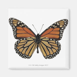 Plexippus Danaus Butterfly Magneet