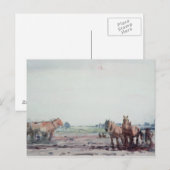 Ploedpaarden Briefkaart (Voorkant / Achterkant)