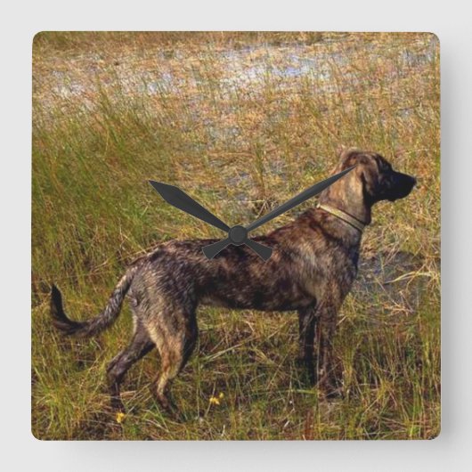 Plott Hond Hunting Dog Wall klok (Voorkant)