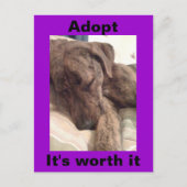 Plott Hound Briefkaart (Voorkant)