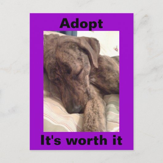 Plott Hound Briefkaart (Voorkant)