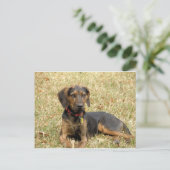 Plott Hound Briefkaart (Staand voorkant)