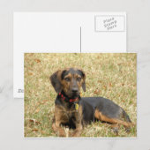 Plott Hound Briefkaart (Voorkant / Achterkant)