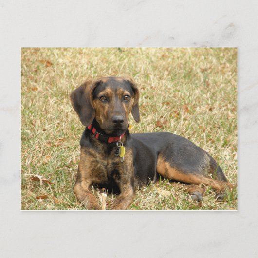 Plott Hound Briefkaart (Voorkant)
