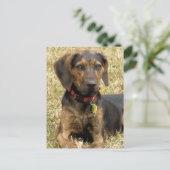 Plott Hound Briefkaart (Staand voorkant)