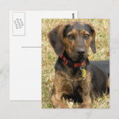 Plott Hound Briefkaart (Voorkant / Achterkant)