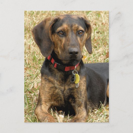 Plott Hound Briefkaart (Voorkant)