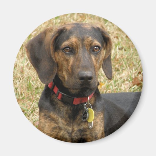 Plott Hound Magneet (Voorkant)