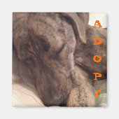 Plott Hound Magnet (Voorkant)