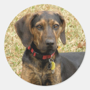 Plott Hound Ronde Sticker