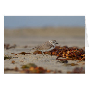 Plover en Seaweed