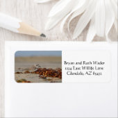 Plover en Seaweed Etiket (Insitu)