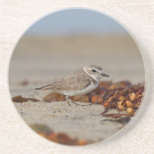 Plover en Seaweed Zandsteen Onderzetter (Voorkant)