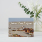 Plover en zeewier Imperial Beach, Californië Briefkaart (Staand voorkant)