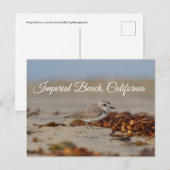 Plover en zeewier Imperial Beach, Californië Briefkaart (Voorkant / Achterkant)