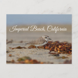 Plover en zeewier Imperial Beach, Californië Briefkaart
