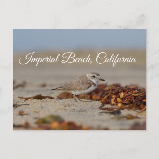 Plover en zeewier Imperial Beach, Californië Briefkaart (Voorkant)