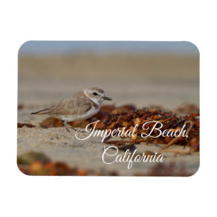 Plover en zeewier Imperial Beach, Californië Magneet