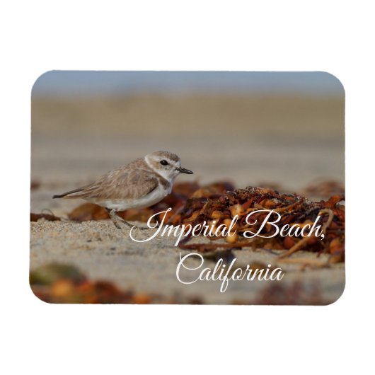 Plover en zeewier Imperial Beach, Californië Magneet (Horizontaal)