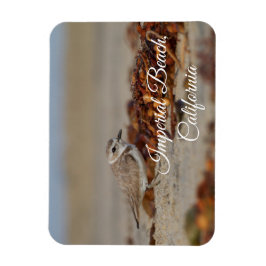 Plover en zeewier Imperial Beach, Californië Magneet