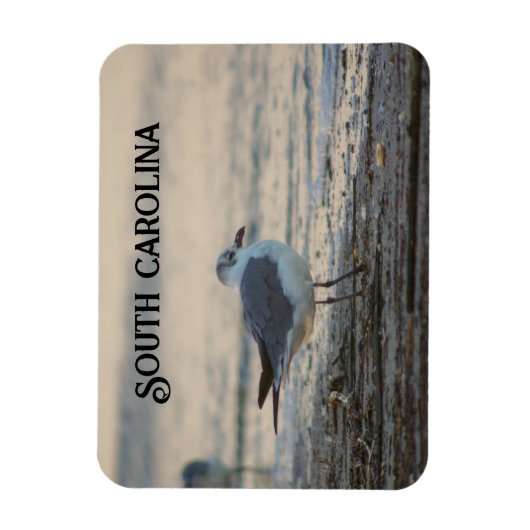 Plover on the beach magneet (Verticaal)