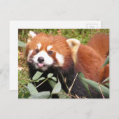 Plucky Red Panda eet Bamboo, maakt Funny Face Briefkaart (Voorkant / Achterkant)