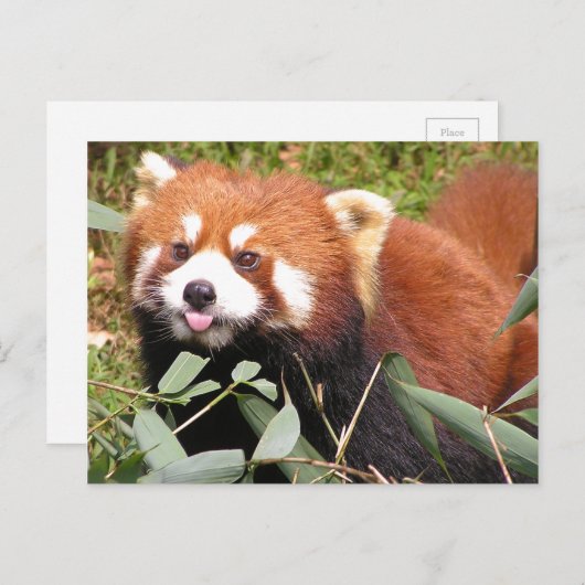Plucky Red Panda eet Bamboo, maakt Funny Face Briefkaart (Voorkant / Achterkant)