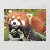 Plucky Red Panda eet Bamboo, maakt Funny Face Briefkaart (Voorkant)