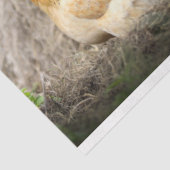 Pluimvee Boerderij van kippen Ontvlechtingspapier Tissuepapier (Detail)