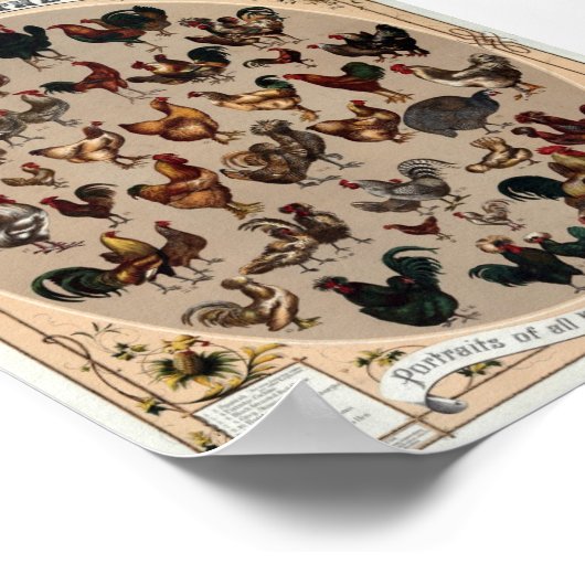  pluimvee van de wereld poster (Hoek)