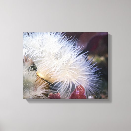 Pluimvormige Anemoon - Ingepakt Canvas Afdruk (Voorkant)