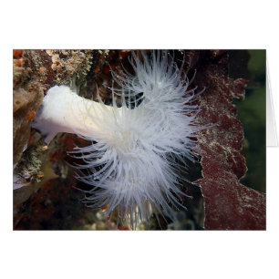 Pluimvormige Anemoon (Metridium farcimen)