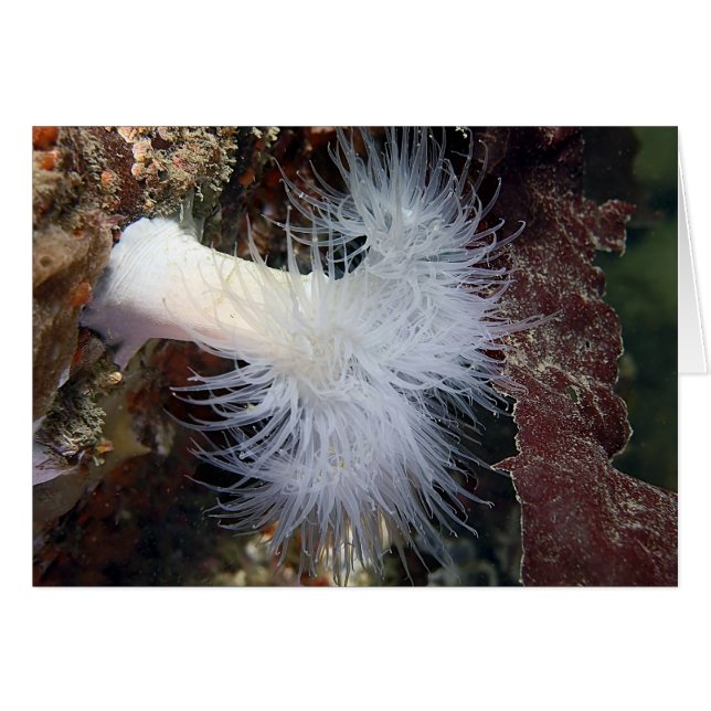 Pluimvormige Anemoon (Metridium farcimen) (Voorkant Horizontaal)