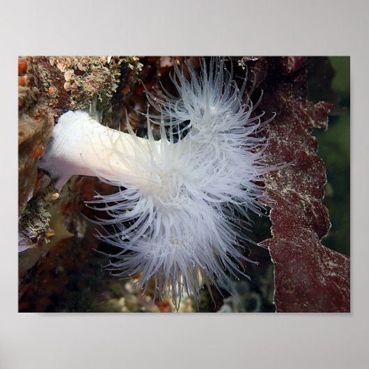 Pluimvormige Anemoon (Metridium farcimen) - Fine A Poster (Voorkant)