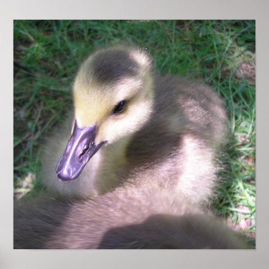 Pluis en Smeerpoets Poster (Voorkant)