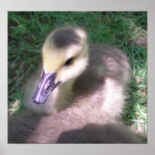 Pluis en spullen poster (Voorkant)