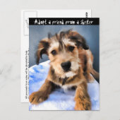 Pluizig Puppy 3855 Briefkaart (Voorkant / Achterkant)