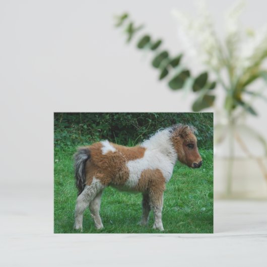 Pluizig Schattig Pony Dartmoor Briefkaart (Staand voorkant)
