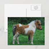 Pluizig Schattig Pony Dartmoor Briefkaart (Voorkant / Achterkant)