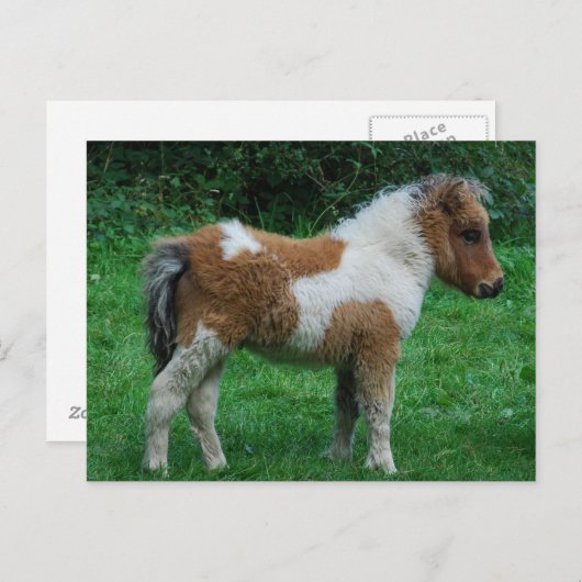 Pluizig Schattig Pony Dartmoor Briefkaart (Voorkant / Achterkant)